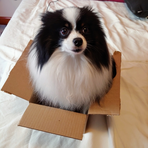 Meet your Posher, Pam - Picture 2 of 3